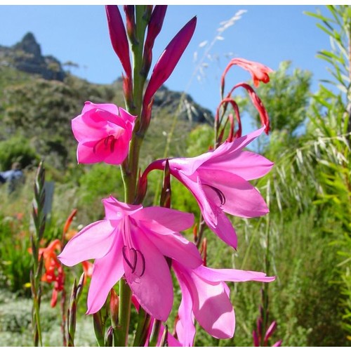 WATSONIA BORBONICA seed image