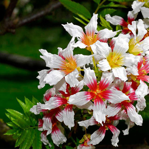 Xanthoceras sorbifolium