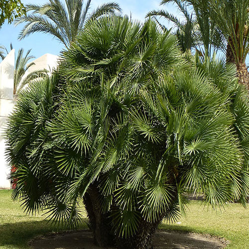 Vulcano palm