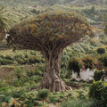 DRACAENA DRACO seed image