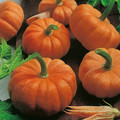 PUMPKIN JACK BE LITTLE seed image