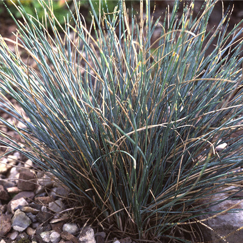 Festuca 'elijah blue'