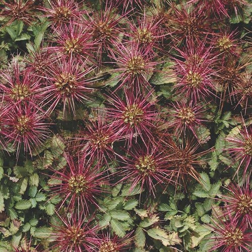 ACAENA CAESIIGLAUCA seed image