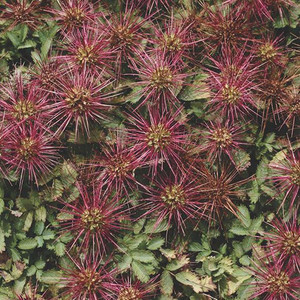 ACAENA CAESIIGLAUCA seed image