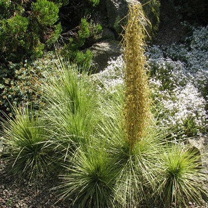 ACIPHYLLA SUBFLABELLATA seed image
