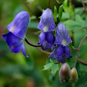 ACONITUM HEMSLEYANUM seed image