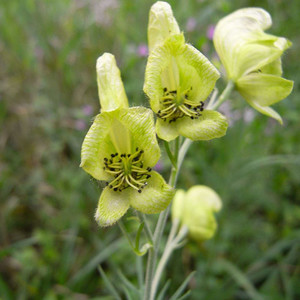 ACONITUM KIRINENSE seed image