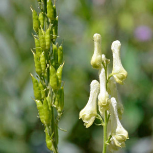 ACONITUM LAMARCKII seed image