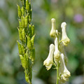ACONITUM LAMARCKII seed image