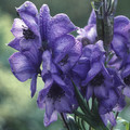 ACONITUM NAPELLUS seed image