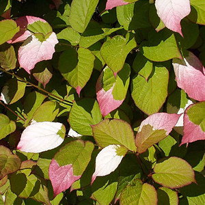 ACTINIDIA KOLOMIKTA seed image