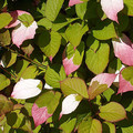 ACTINIDIA KOLOMIKTA seed image
