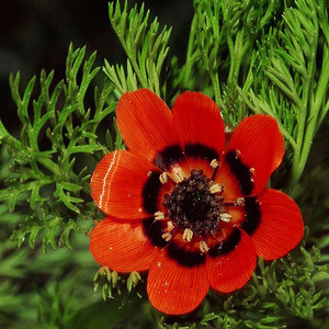 ADONIS AESTIVALIS (SUMMER PHEASANT'S-EYE) seed image