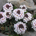AETHIONEMA SAXATILE seed image