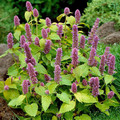 AGASTACHE FOENICULUM 'GOLDEN JUBILEE' seed image