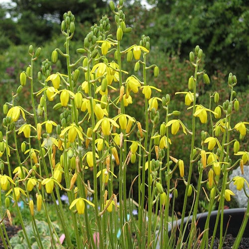 ALBUCA RUPESTRIS seed image