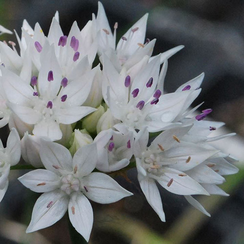 ALLIUM CASSIUM seed image