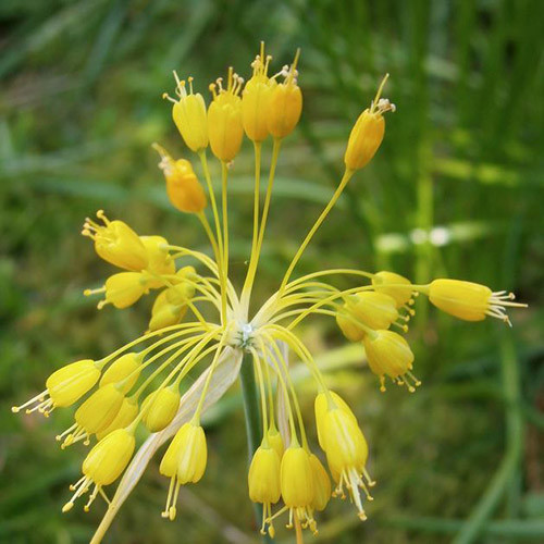 ALLIUM FLAVUM NANUM seed image