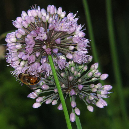 ALLIUM WINKLERIANUM seed image