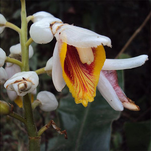 20+Seeds Details about Red Spiral Ginger Plant Seeds Costus lima 20+Seeds Details about Red Spiral Ginger Plant Seeds Costus lima