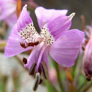 ALSTROEMERIA REVOLUTA seed image