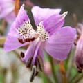 ALSTROEMERIA REVOLUTA seed image