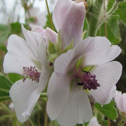 ALTHAEA OFFICINALIS seed image