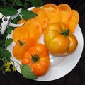 TOMATO AMANA ORANGE seed image