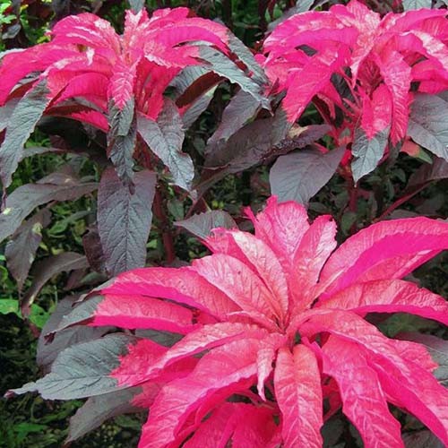 Amaranthus Tricolor Early Splendor Seeds Summer Poinsettia Joseph S Coat Plant World Seeds