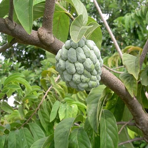 ANNONA SQUAMOSA seed image