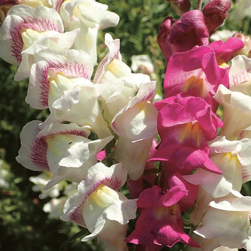 ANTIRRHINUM MAJUS 'ANGEL TOWERS' seed image