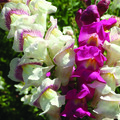 ANTIRRHINUM MAJUS 'ANGEL TOWERS' seed image