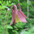 AQUILEGIA BUERGERIANA seed image