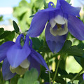 AQUILEGIA FLABELLATA MIXED COLOURS seed image