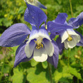 AQUILEGIA OLYMPICA seed image