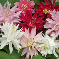 AQUILEGIA 'STARBURST MIXED' seed image