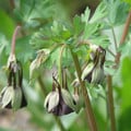 AQUILEGIA VIRIDIFLORA seed image