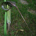 ARISAEMA CILIATUM subsp LIUBAENSE seed image