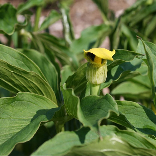 ARISAEMA FLAVUM subsp ABBREVIATUM seed image