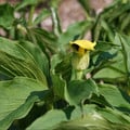 ARISAEMA FLAVUM subsp ABBREVIATUM seed image