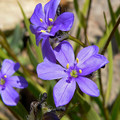 ARISTEA ECKLONII seed image