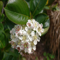 ARONIA MELANOCARPA seed image