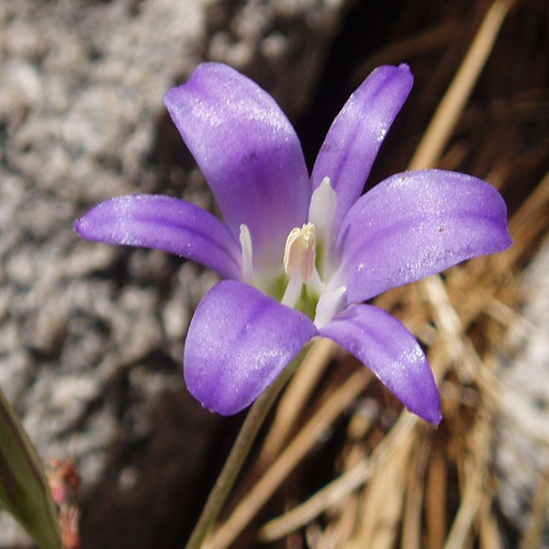 Brodiaea elegans