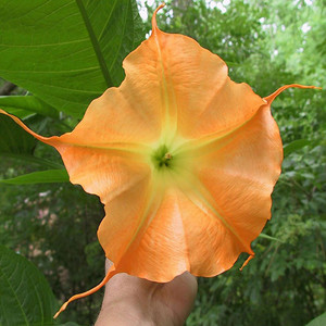 BRUGMANSIA SUAVEOLENS 'ORANGE GLORY' seed image