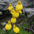 CALCEOLARIA BIFLORA seed image