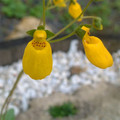 CALCEOLARIA FALKLANDICA seed image