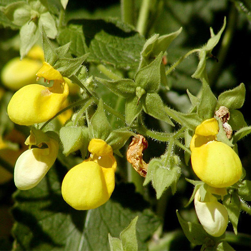 CALCEOLARIA MEXICANA 'GOLD PURSE' seed image