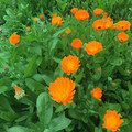 CALENDULA OFFICINALIS seed image