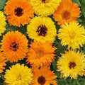 CALENDULA OFFICINALIS PACIFIC BEAUTY MIX seed image