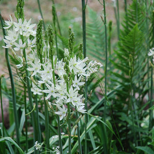 CAMASSIA LEICHTLINII ALBA seed image